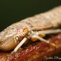 Sharpshooter nymph