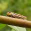 Sharpshooter Leafhopper