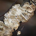 crust fungus