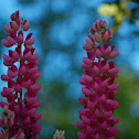 Lupin