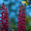 Lupin