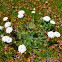 Wild Carrot