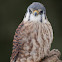American Kestrel