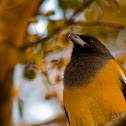 Rufous Treepie