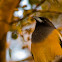 Rufous Treepie