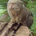 Pygmy Marmoset