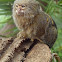 Pygmy Marmoset