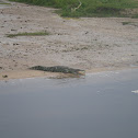 Nile Crocodile