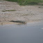 Nile Crocodile
