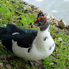 Muscovy Duck