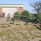 Canada goose
