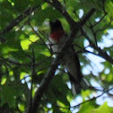 Rose-breasted Grosbeak (pair)