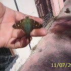 Urbanus proteus