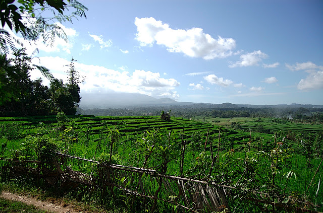 Rice paddies amidst a jungle near Tenganan