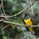 Trogon de garganta negra