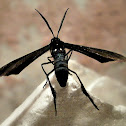 Cyan Wasp Moth