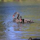 Black Swan
