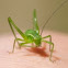 Katydid Nymph