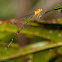 Damselfly
