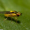 Grass Fly