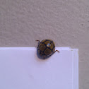 Tortoise-shelled Ladybird