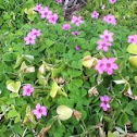 Clover
