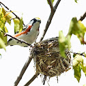 Chestnut-sided Warbler