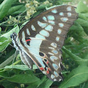 Common Jay