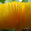 Caesar's Mushroom