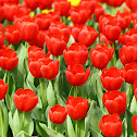 Tulip