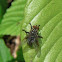 Blowfly