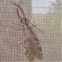 Eastern Dobsonfly