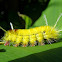 Tussock Moth