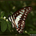 Common Jay