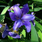 Siberian Irises