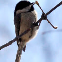 Carolina chickadee