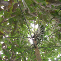 Snowflake Aralia