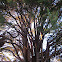 Cupressus Marcocarpa