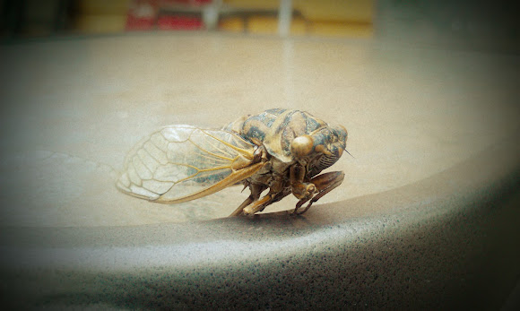 Spotting Image 1