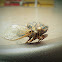 Cicada