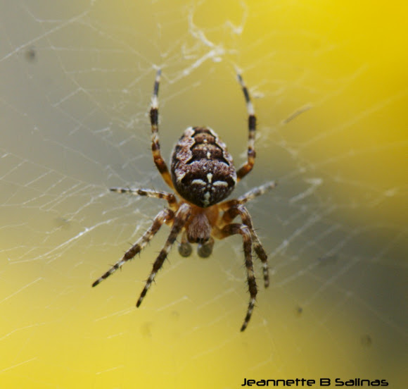 Spotting Image 1
