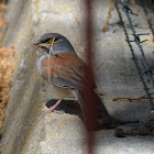Yellow-eyed junco