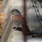 Yellow-eyed junco