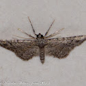 Moth