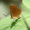 Swamp Metalmark