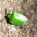 Southern Green Stink Bug