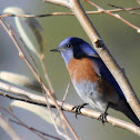 Western Bluebird