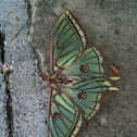Spanish Moon Moth