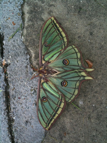 Spotting Image 1