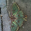 Spanish Moon Moth